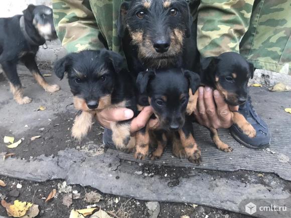 Щенки ягдтерьера. Фото 1.