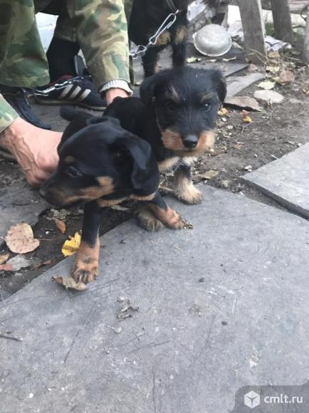 Щенки ягдтерьера. Фото 4.