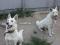 Щенки белой швейцарской овчарки БШО. Фото 3.