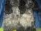 Английского кокер спаниеля щенки. Фото 1.