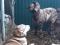 Нубийский луннопятнистый козёл для покрытия ваших козочек. Фото 1.