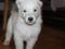 Щенки белой швейцарской овчарки БШО. Фото 6.