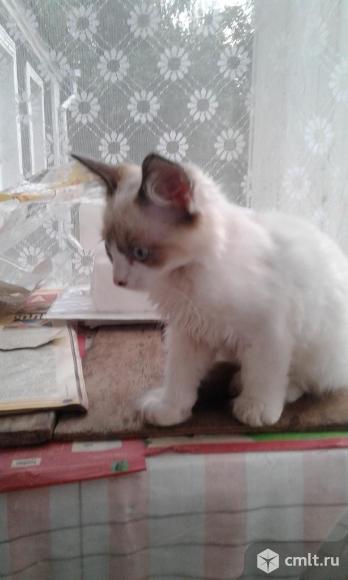 Кошечка невская маскарадная. Фото 1.