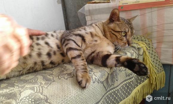 Котик. Фото 1.