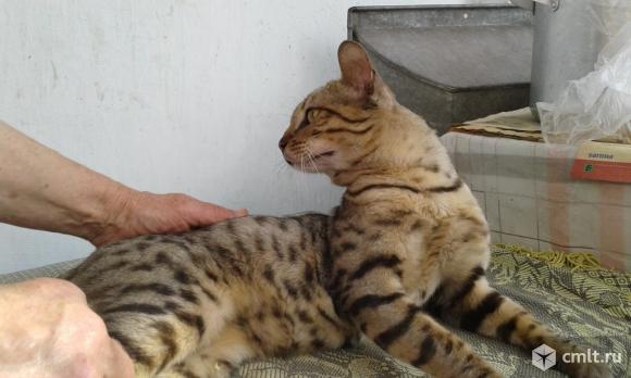 Котик. Фото 8.