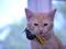 Солнечный котик Рыжа - в хорошие руки. Фото 3.