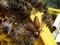 Пчеломатки и Пчелопакеты  ,Бакфаст (Buckfast). Фото 1.