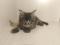 Чистокровные котята мэй нкун. Фото 1.