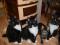 Чистокровные котята мэй нкун. Фото 4.