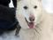 Щенки белой швейцарской овчарки БШО. Фото 8.