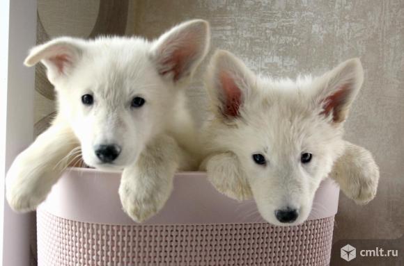 Щенки белой швейцарской овчарки БШО. Фото 1.