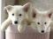 Щенки белой швейцарской овчарки БШО. Фото 1.