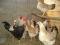 Индюшата, Бройлер, Утят, Гусята. Фото 7.