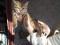 Умный, игривый, красивый котик, рождённый 18 сентября, кушает всё, к лотку приучен!!?. Фото 3.