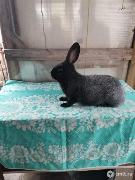 Серебристые кролики (полтавское серебро). Фото 1.