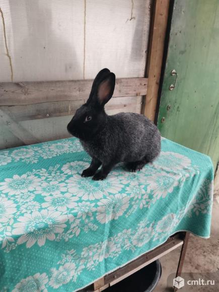 Серебристые кролики (полтавское серебро). Фото 5.