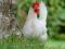 Куры Несушки молодки Хайсекс, Коралл и Доминант. Фото 3.