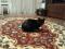 Шикарная черная кошка в ответственные руки. Фото 1.