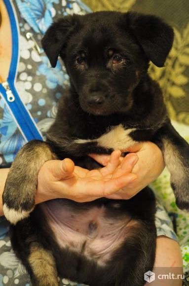 Щенок мальчик помесь ротвейлера в дар. Фото 1.
