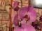 Крупноцветковые орхидеи фаленопсис  12 см цветок сортовые. Фото 2.