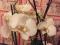 Крупноцветковые орхидеи фаленопсис  12 см цветок сортовые. Фото 4.
