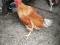 Продам домашнего петуха. Фото 4.