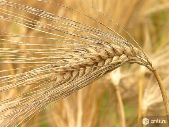 Семена ячменя Ратник, Грис, Леон, Щедрый, Приазовский 9, Вакула. Фото 1.