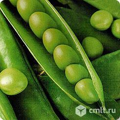 Семена ярового гороха Аксайский усатый, Усатый кормовой ЭС.. Фото 1.