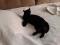 Шикарная черная кошка в ответственные руки. Фото 3.