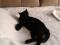 Шикарная черная кошка в ответственные руки. Фото 4.