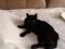 Шикарная черная кошка в ответственные руки. Фото 5.