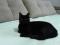 Шикарная черная кошка в ответственные руки. Фото 6.