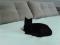 Шикарная черная кошка в ответственные руки. Фото 7.
