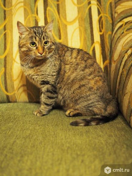 Стерилизованная кошка-мышеловка в дар. Фото 1.