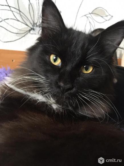 Продам кота мейн кун 5 месяцев. Фото 1.