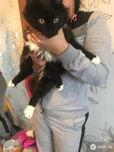 Продам кота мейн кун 5 месяцев. Фото 4.