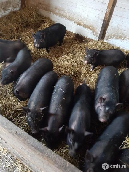 Подрощенные вьетнамские поросята. Фото 3.