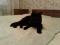 Черный  котенок  в  ответственные  руки. Фото 5.