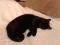 Черный  котенок  в  ответственные  руки. Фото 6.