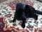 Кошка черного окраса в добрые руки. Фото 3.