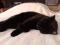 Кошка черного окраса в добрые руки. Фото 2.