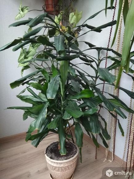 Драцена отогнутая 1,5м. Фото 1.