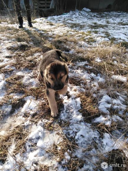 Щенки Кавказский волкодав. Фото 1.