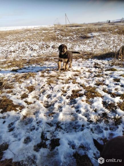 Щенки Кавказский волкодав. Фото 2.