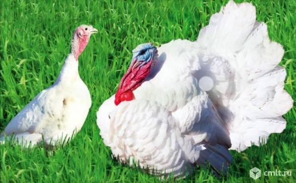 Индюшата Хайбрид Конвертер Франция суточные. Фото 1.