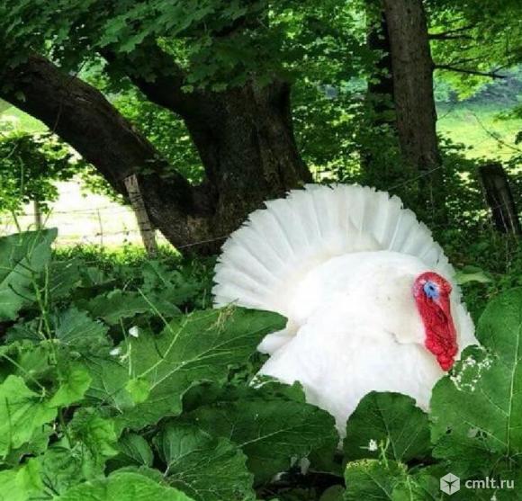 Индюшата Хайбрид Конвертер Франция суточные. Фото 3.