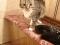 Молодая очаровательная кошечка Бася ждёт любящих надёжных хозяев. Фото 2.