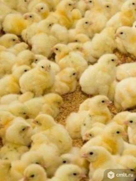 Цыплята бройлера и другие. Фото 1.