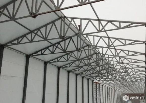 Ангар прямостенный. Фото 5.