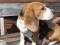 Щенки бигля метисные продаю. Фото 3.